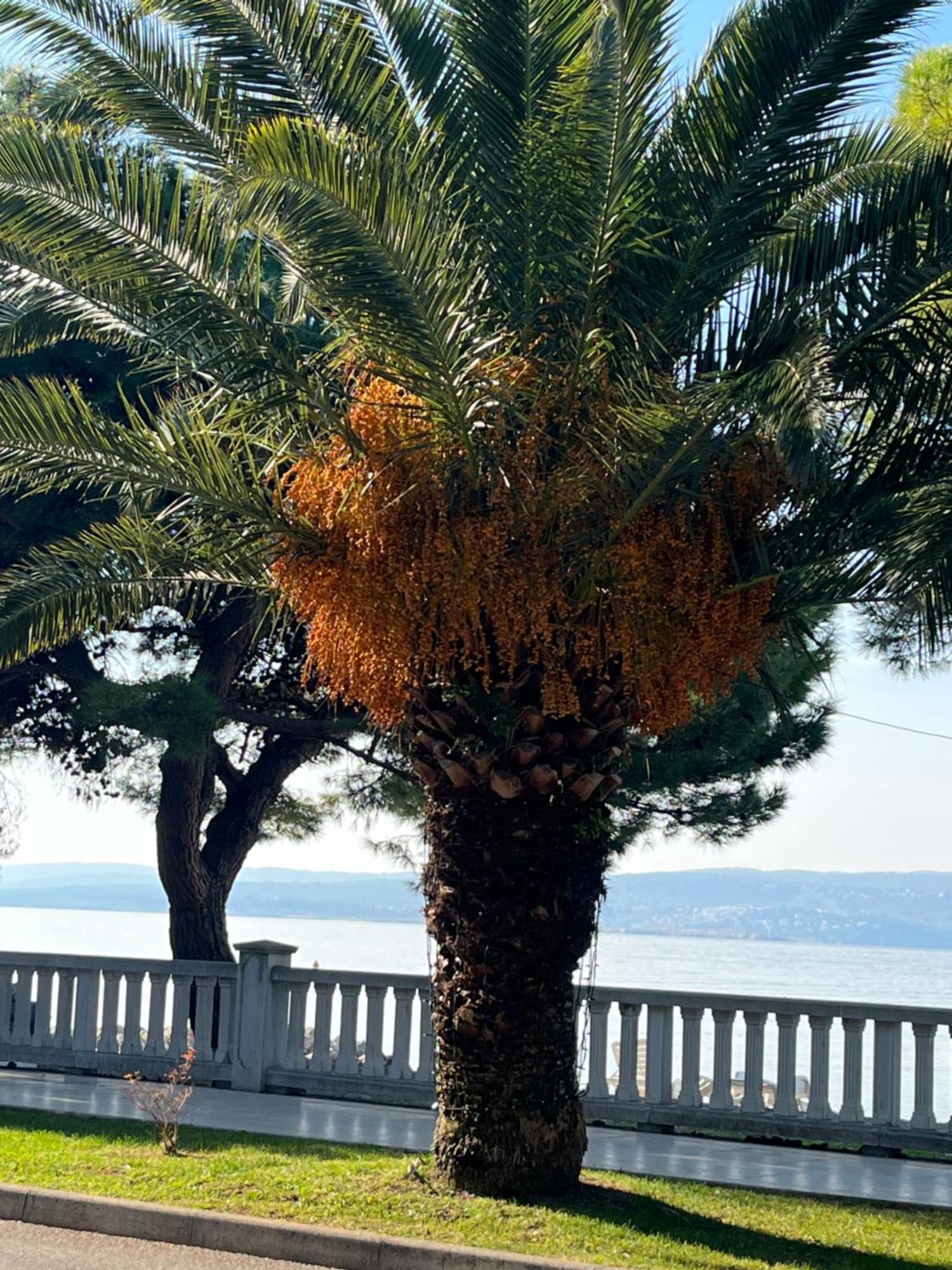 Crikvenica Right On The Beach Exteriör bild
